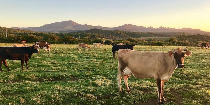 pexels-steynviljoen-787648