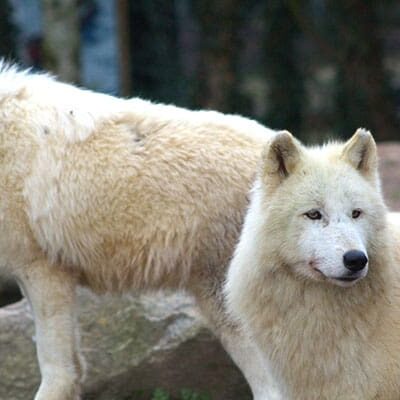 Pexels Martin Animals 2156025595 35299067